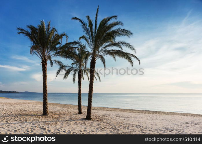 three palm trees on the beach