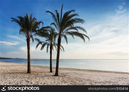 three palm trees on the beach