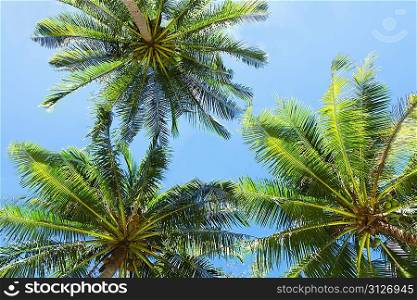 Three palms on the blue sky background