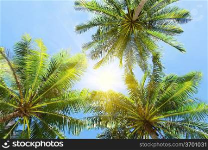 Three palms on the blue sky background