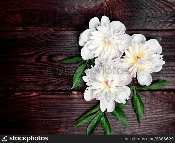 Three peony flowers on a brown wooden background, empty space