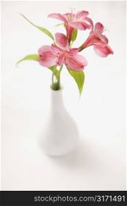 Three pink Alstroemeria lilies in a white vase.