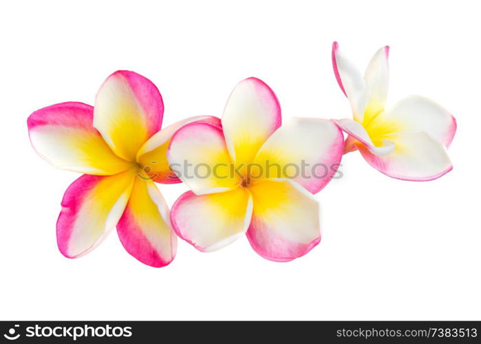 Three pink and yellow frangipani plumeria flowers with isolated petals on white background