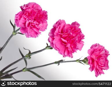 three pink carnations