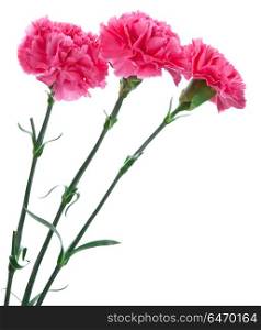 three pink carnations