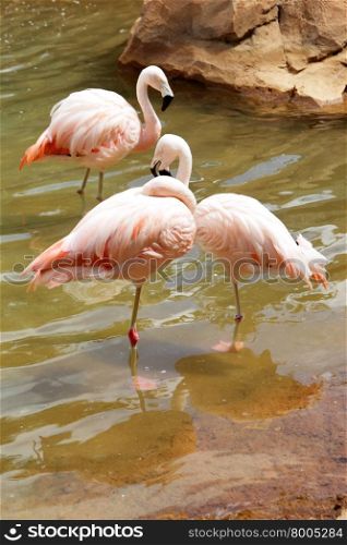 Three pink flamingos standing in the pond