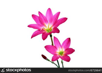 Three pink flowers isolated on white