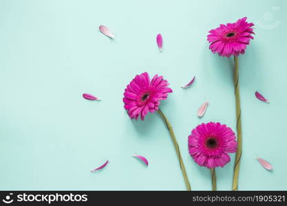 three pink gerbera flowers with petals. Beautiful photo. three pink gerbera flowers with petals