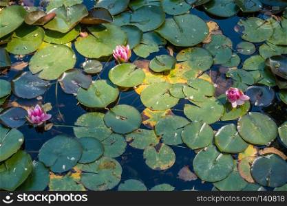 Three pink lotus flowers in a pond.