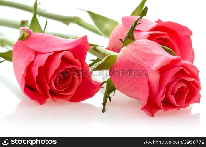 Three pink roses lying on white background