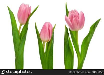 three pink tulips on a white background