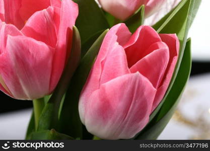 Three pink tulips on white background