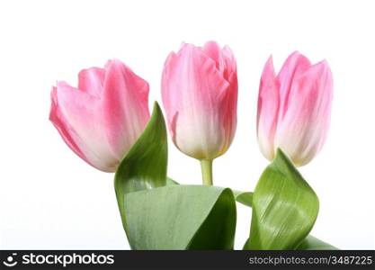 Three pink tulips on white background
