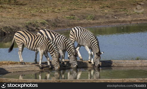 Three Plains zebra drinking in waterhole in Kruger National park, South Africa ; Specie Equus quagga burchellii family of Equidae. Plains zebra in Kruger National park, South Africa