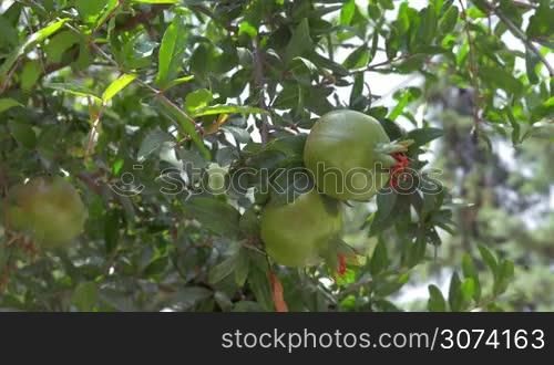 Three pomegranates on branches in sunlight in Greece