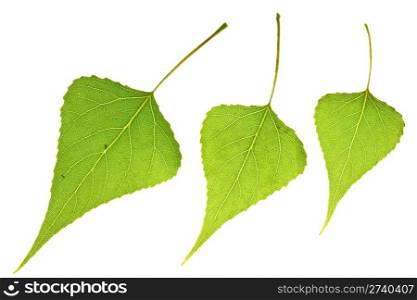 three poplar leaf isolated on white