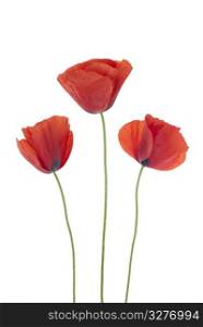 Three poppies isolated on white background.