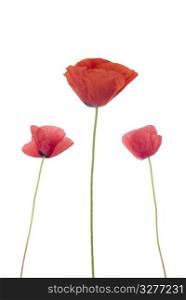 Three poppies isolated on white background.