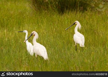 Three pretty white herons walking on the grass in the field