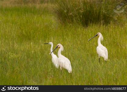 Three pretty white herons walking on the grass in the field