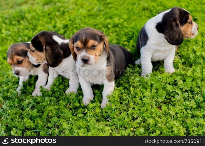 Three pupies together on the grass in the garden