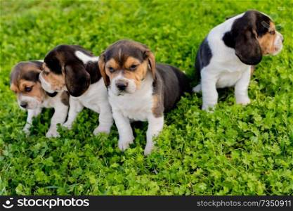 Three pupies together on the grass in the garden