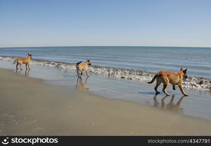 three puppies belgian shepherd malinois and the mediterranean sea