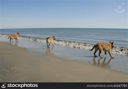 three puppies belgian shepherd malinois and the mediterranean sea