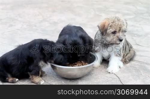 Three puppies eating from the bowl
