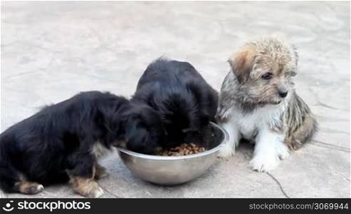 Three puppies eating from the bowl
