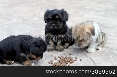 Three puppies eating outside in a yard