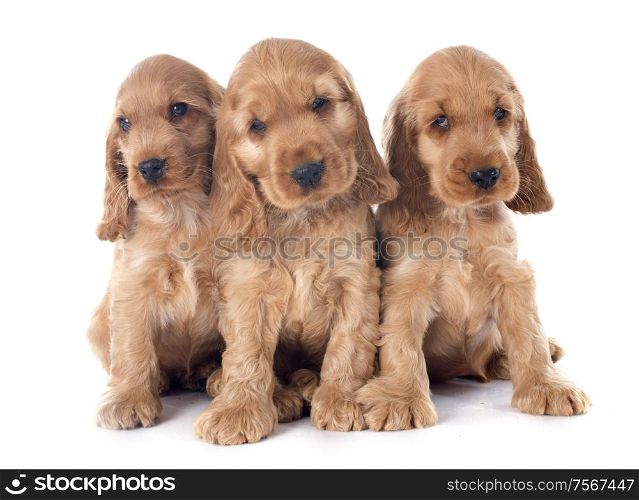 three puppies english cocker in a studio