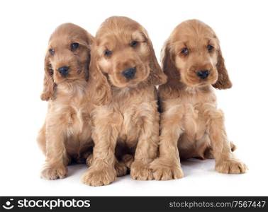 three puppies english cocker in a studio