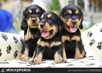 three puppies purebred cocker spaniel on a little sofa