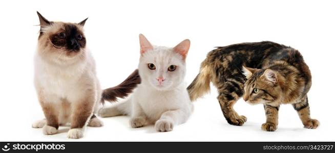 three purebred cats staying on a white background