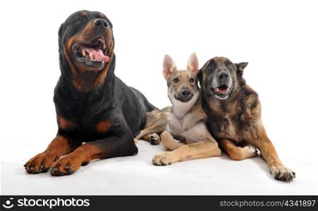 three purebred dogs: a rottweiler, an old malinois and a puppy slovakia wolf dog
