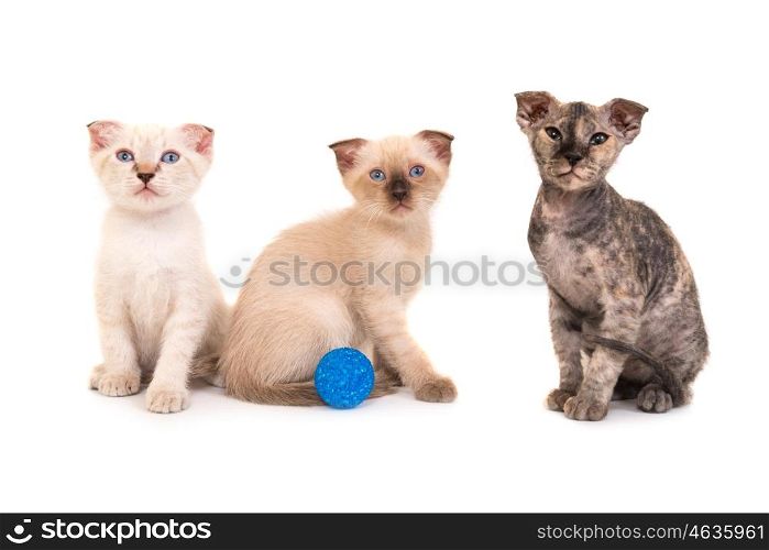 Three purebred sphinx kittens isolated on white background. Ukrainian levkoy cat breed