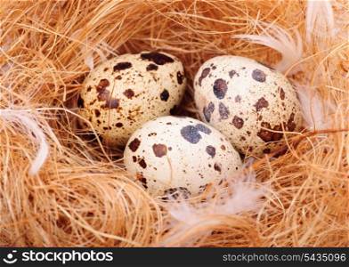 three quail&rsquo;s eggs in nest close up