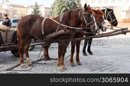 three qualifying horses harnessed to chariot within city