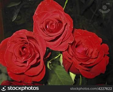 Three red rose