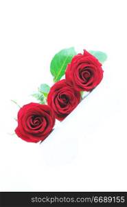 Three red roses isolated on white. Angled