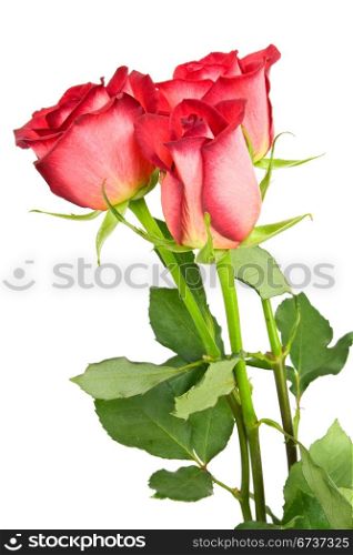 three red roses isolated on white background