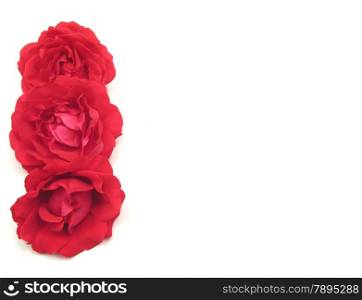 Three red roses on the left side of white background