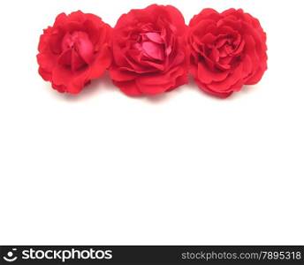 Three red roses on the top edge of white background