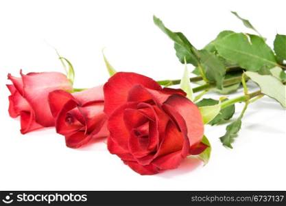 three red roses over a white background