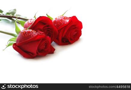 Three red roses with water drops isolated on white