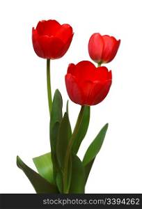 three red tulip bunch isolated on white