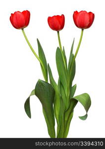 three red tulip bunch isolated on white