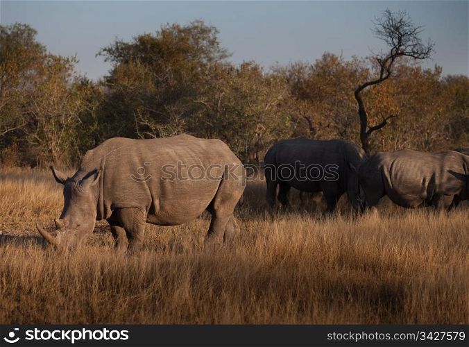 Three rhinoceroses grazing in the bush, South Africa