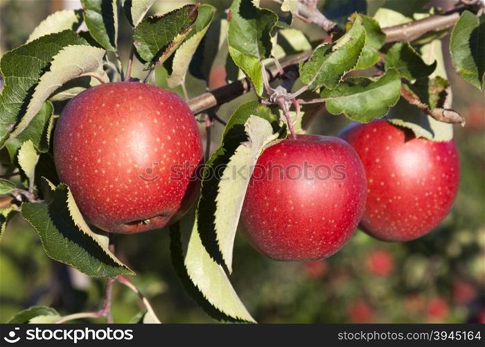 three ripe red apples on branch of apple tree in sunlight